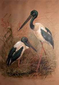 Schwarzhalstorch (Xenorhynchus australis), 1856-67